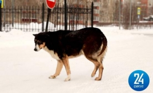 В гаражном кооперативе Сургута пенсионер расстрелял в упор собаку