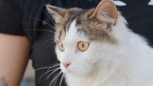 Коту, который проехал под днищем машины 700 километров, в Сургуте ищут дом