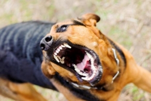 МВД России составило список потенциально опасных пород собак