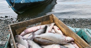 В Югре выросли штрафы за незаконный вылов рыбы
