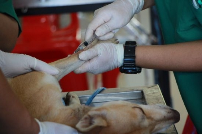 А теперь четвероногие. В Сургут поступила вакцина от коронавируса для кошек и собак