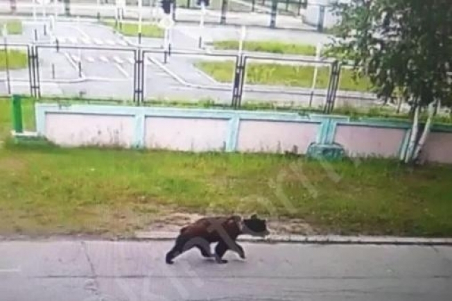 Сургутские полицейские пока не нашли якобы гуляющего по городу медведя