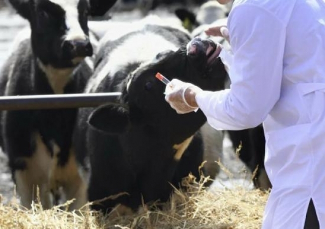 Ветеринарная служба Югры продолжает профилактику вируса лейкоза крупного рогатого скота