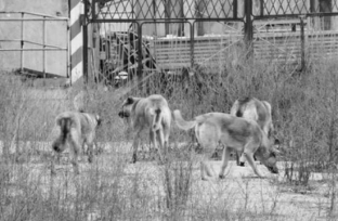 В Лангепасе бродячие собаки насмерть загрызли местную жительницу