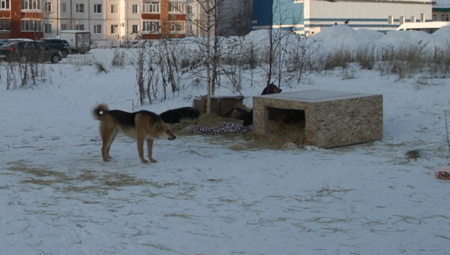 На проспекте Комсомольском в Сургуте ликвидировали ночлежку для собак