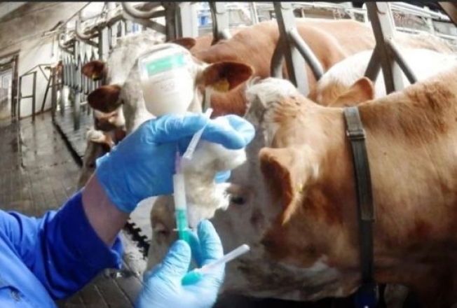 Ветеринарная служба Югры выявила случаи заболевания лейкозом крупного рогатого скота