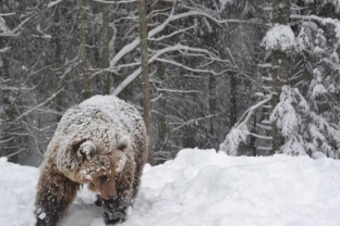 В Югре замечены медведи-шатуны