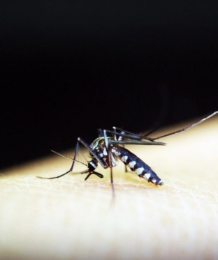 Югорчан предупредили о нашествии комаров и мошек