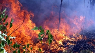 На тушение природных пожаров выделят дополнительные деньги