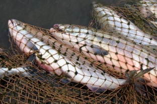 Югорчанин обвиняется в незаконном вылове рыбы
