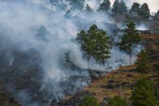 Площадь лесных пожаров в Югре выросла до 11 тысяч гектаров. В одном из районов повторно ввели режим ЧС