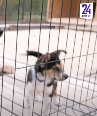 В Сургуте прошла акция бесплатного чипирования собак