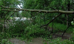 Одним из последствий непогоды в Сургуте стало падение деревьев