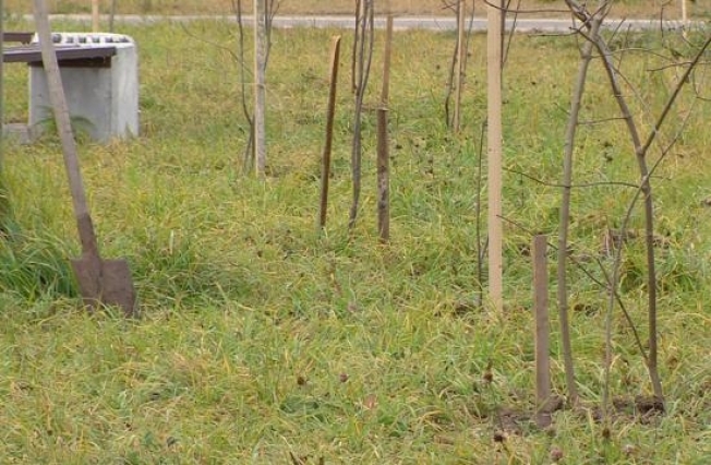 В зеленых зонах Сургута высадили 200 молодых деревьев
