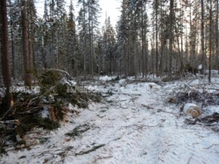 Житель Кондинского района вырубил деревья в лесничестве для хозяйственных нужд