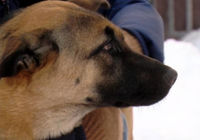 В Сургуте прошел рейд по отлову бездомных собак