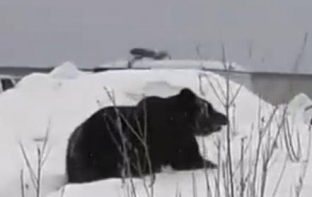 Нижневартовскому медведю подберут достойное место обитания