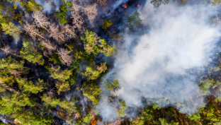 С конца апреля в Югре выгорело более 12 тысяч гектаров леса