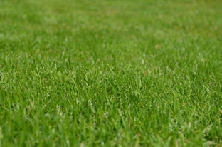 В Сургуте впервые за 10 лет обновляют газоны