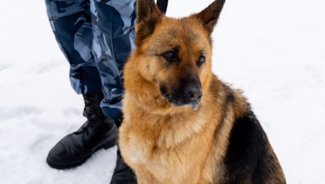 В Сургуте служебную собаку Эльзу проводили на пенсию