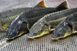 Трое жителей Нижневартовска ожидают суда за незаконный вылов рыбы
