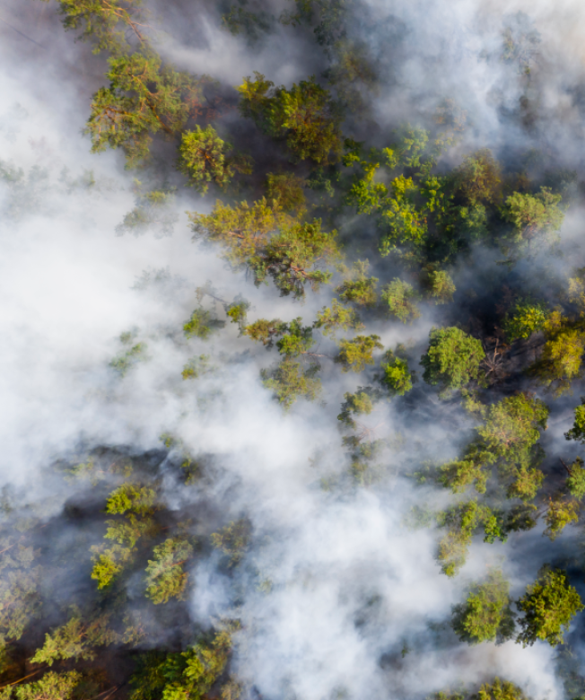 В Югре нашли способ снизить количество лесных пожаров