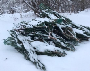 Улицы Сургута в первый день 2020-го оказались завалены непроданными елками