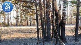 В Сургуте неизвестный устроил лесной пожар. С огнем боролись более 4 часов