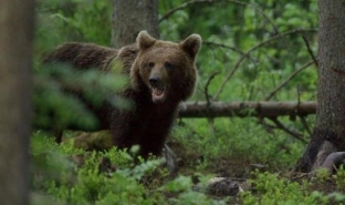 Безопасность в лесу. Корреспонденты «Сургут 24» выяснили, как вести себя при встрече с медведем