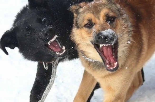 В Сургуте продолжается проверка по факту нападения собак на ребенка около ЖК «Любимый»
