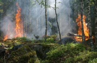 Сургут заволокло смогом от лесных пожаров в соседних районах