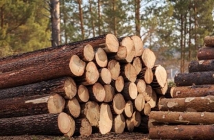 Югорчанин предстал перед судом за незаконную вырубку леса