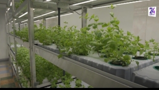 Будущие биологи и агрономы. Школьники планируют создать ферму по выращиванию клубники в Сургуте