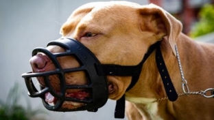 В России введут уголовное наказание для владельцев собак за нападение на людей