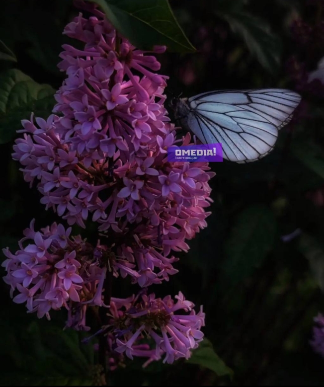 В Сургуте высадился крылатый десант: горожане заметили невероятное количество бабочек