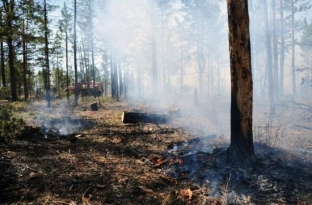 За сутки в Югре зарегистрировано 14 лесных пожаров