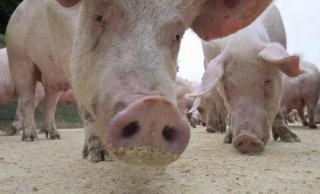 В Сургутском районе отменен режим ЧС, который был введен из-за вируса африканской чумы свиней