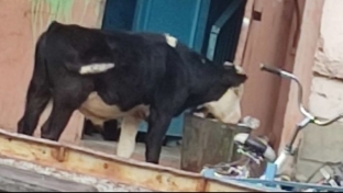 В Сургутском районе коровы добывают себе еду на мусорках