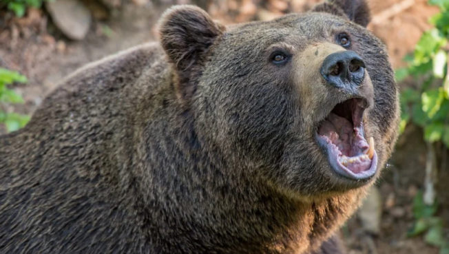 В Югре медведи перешли дорогу нефтяникам