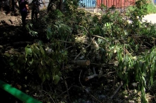 Повредили 18 деревьев. Сургутянка в своем дворе намерена спасти зеленые насаждения, которым более 40 лет