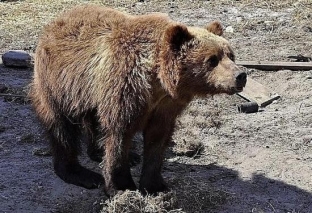 В Сургутском районе медведь вышел к людям