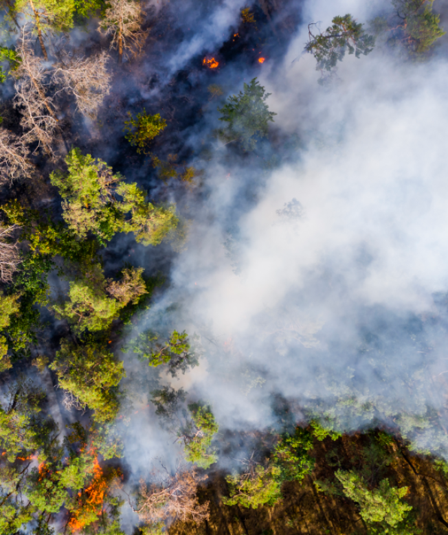 За неделю в Югре произошло более 60 лесных и ландшафтных пожаров
