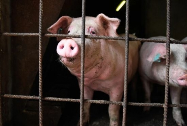 В Сургутском районе выявлен очаг африканской чумы среди свиней