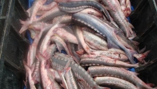 Браконьер из Березово предстанет перед судом за незаконную добычу рыбы