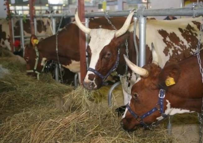 В Югре ведется работа по профилактике вируса лейкоза крупного рогатого скота