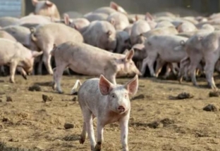 Без﻿ паники! Ветеринары объяснили, чем опасен вирус африканской чумы свиней