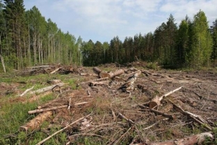 Прокуратура Югры выявила факт незаконной вырубки леса