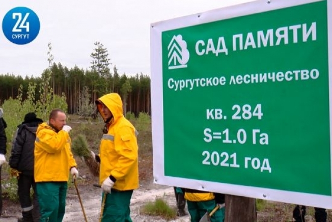 В честь героев Великой Отечественной в Сургутском районе высадили четыре тысячи сосен