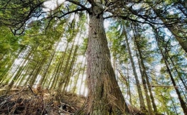 Югорская сосна включена в Национальный реестр старовозрастных деревьев России