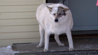 Самая упитанная собака Югры после медицинского обследования вернулась в родной поселок